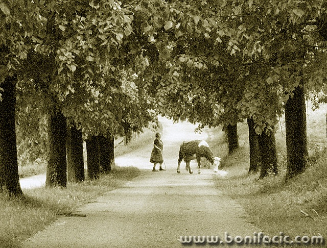 bw___Pastoral___Modrus, Croatia.