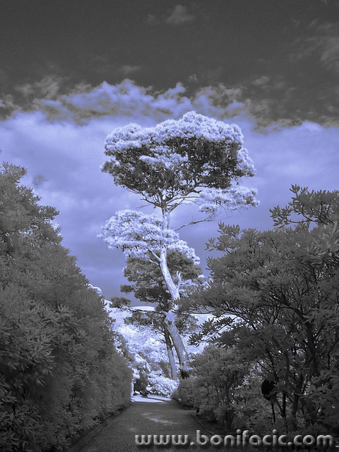 bw___Pine___Lokrum, Croatia.