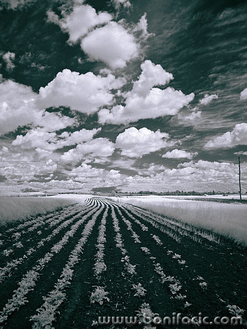 bw___Potato___Sabljaki, Croatia.