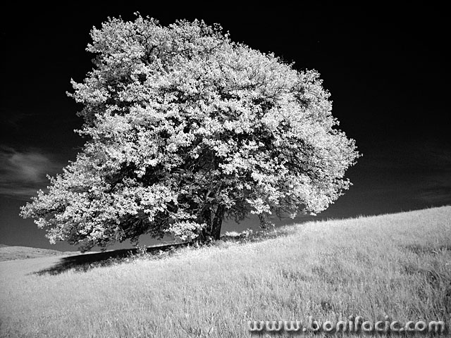 bw___Principal Tree___Brinje, Croatia.