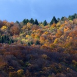 josipdolsumajesen4,mal