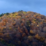 josipdolsumajesen5mal