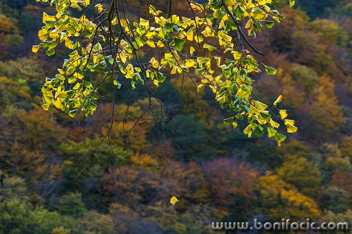 senjsuma7mal