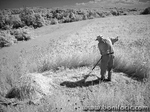 bw___Scythe___Donji Zvecaj, Croatia.