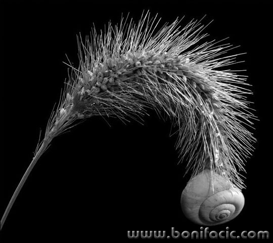 bw___Sleeper___