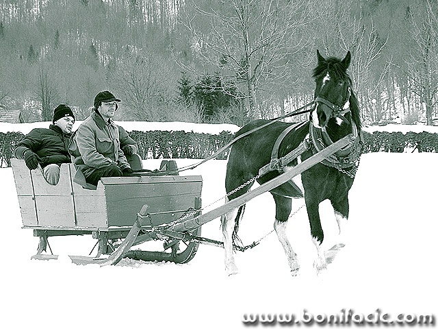 bw___Sleigh___Bjelolasica, Croatia.