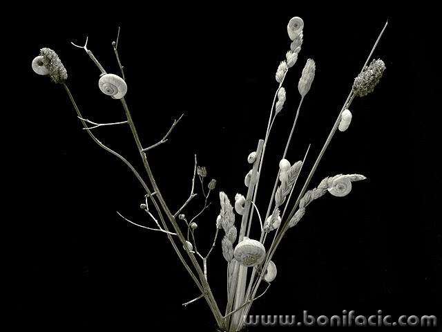 bw___Snail Village___