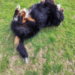 bernskiplaninski1mal