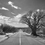 bw___Straight Stray___Vrbnik, Croatia.