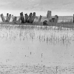 bw___Stumps Grave Yard___Fuzine, Croatia.