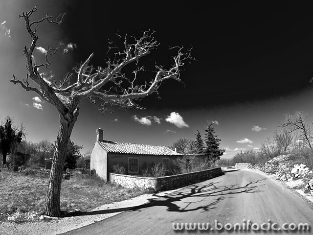 bw___Superficial Roots___Kras, Croatia.