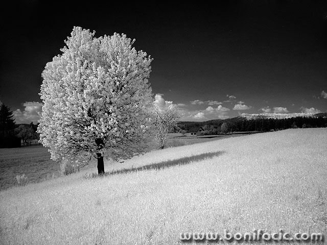 bw___The Tree___Josipdol, Croatia.