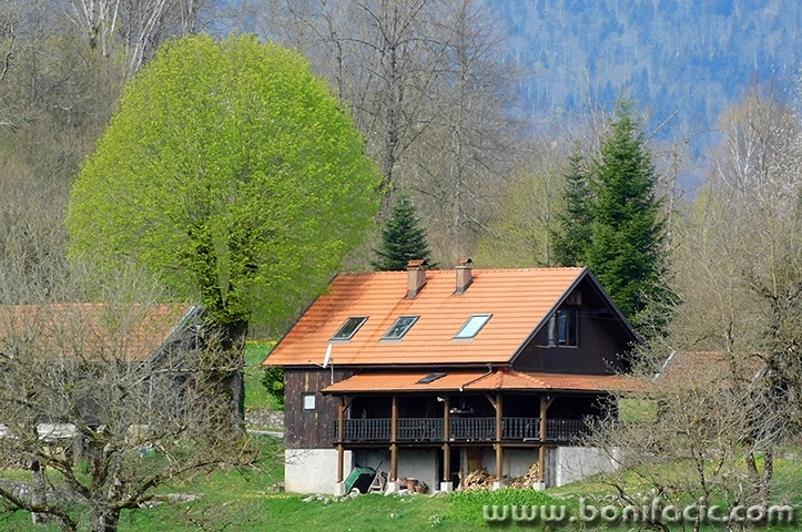 gomirjekuca1mal
