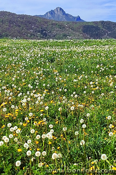klekribarici1mal