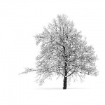 bw___Tree And Shadow___Cakovac, Croatia.