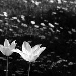 tulipanispehar1BWmal