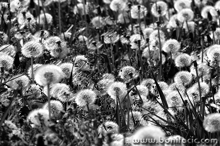 masljos2bwmal