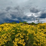 kampeljeneborozice1mal