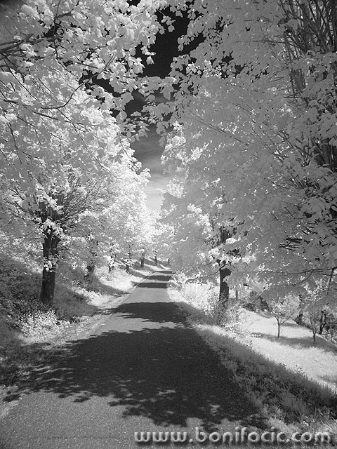 bw___Timberland___Modrus, Croatia.