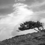 stablostarabaska2bwmal