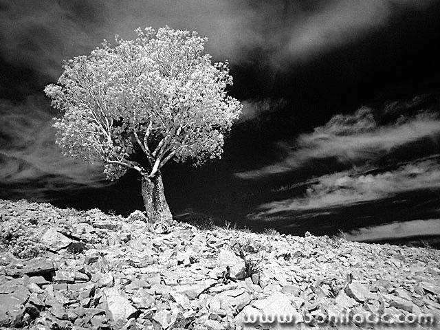 bw___Tree On The Rocks___Predoscica, Croatia.