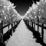 bw___Vigneto___Vrbnik, Croatia.