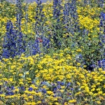 senjrozicekruzni3mal