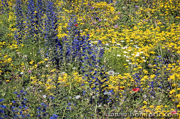 senjrozicekruzni5mal