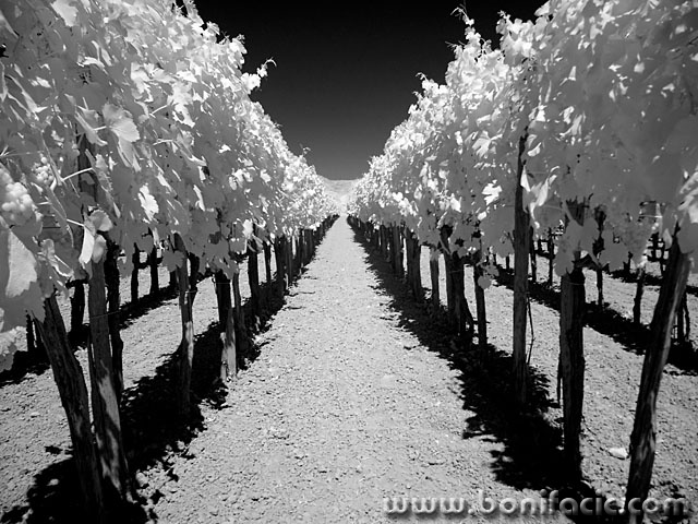 bw___Vigneto___Vrbnik, Croatia.