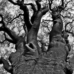 stablomisusajnica1mal_2