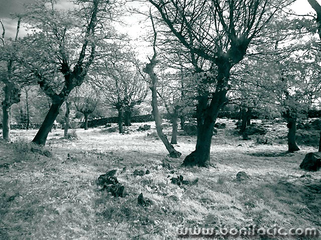 bw___Wood___Kampelje, Croatia.