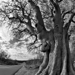 stablomisusajnica2BWmal_2