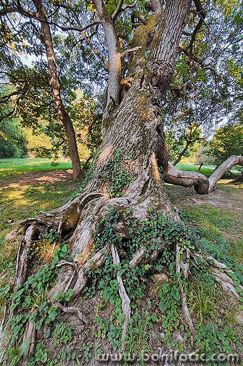 stabloarboretumopeka1mal