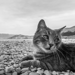 baskamackaplaza1BWmal