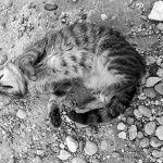 baskamackaplaza3bwmal