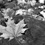 delnicejesenlisce25bwmal