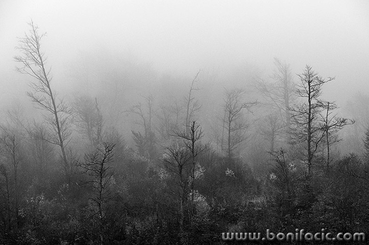 mezlavodicajesen31bwmal