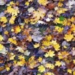 delnicejesenlisce16mal