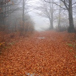 gornjejelenjemagla7mal