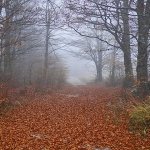 gornjejelenjemagla11mal