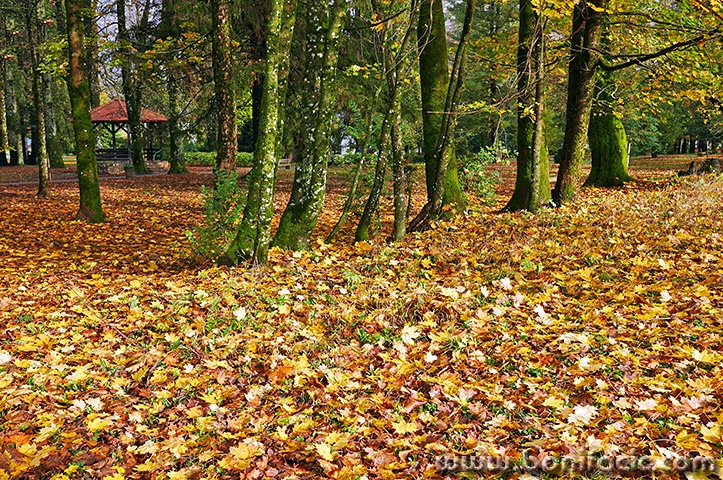 delnicejesenlisce2mal