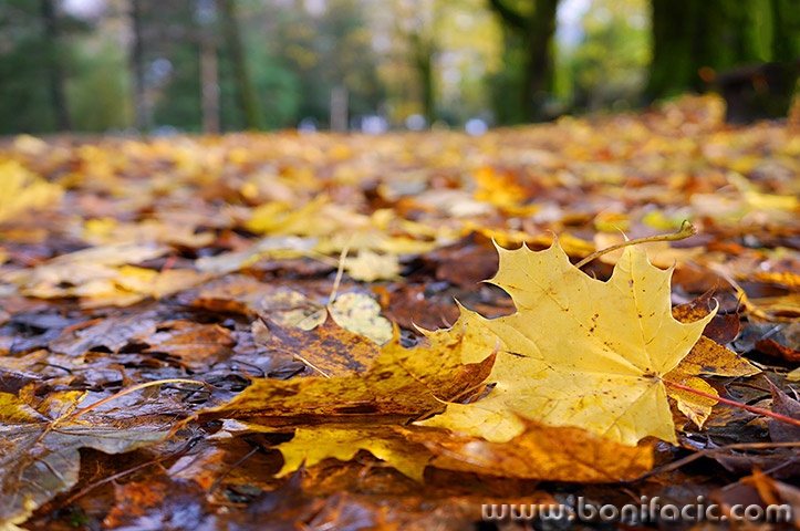 delnicejesenlisce8bmal