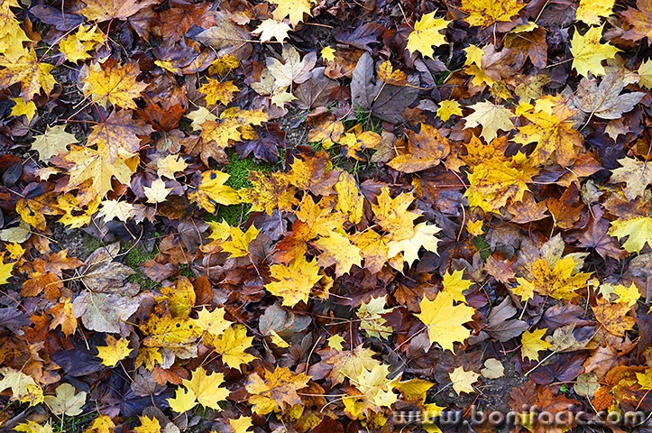 delnicejesenlisce15mal