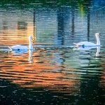 labudisabljacicolor1mal