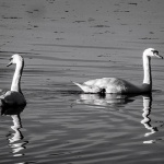 labudisabljaci1bwmal