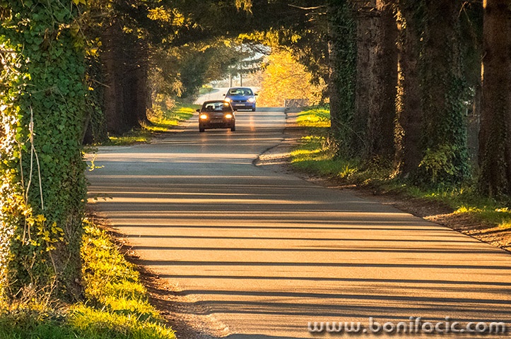 drvoredrasadnikauti1mal