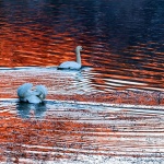 mrzlavodicalabudired1mal