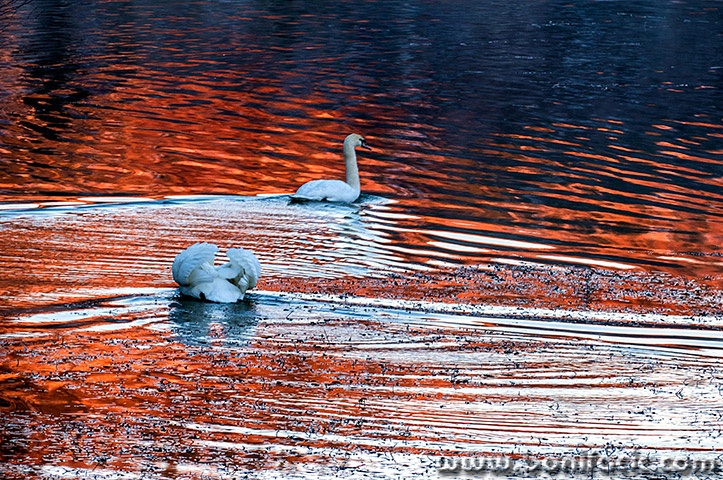 mrzlavodicalabudired1mal