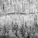 sumagroskikotarsnig1mal