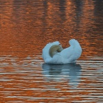 labudmrzlavodica1mal